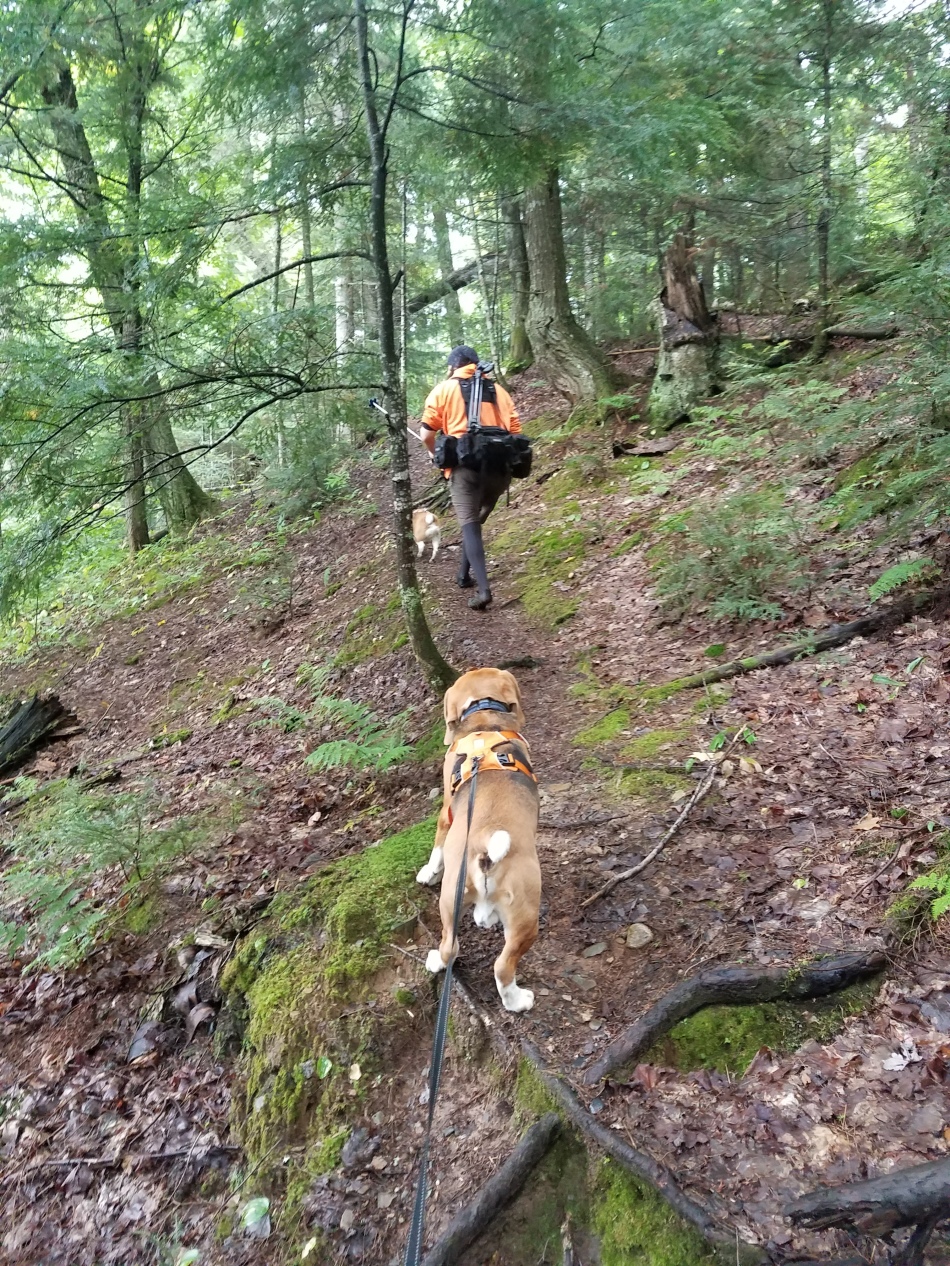 Beagles & Steve hiking the trail