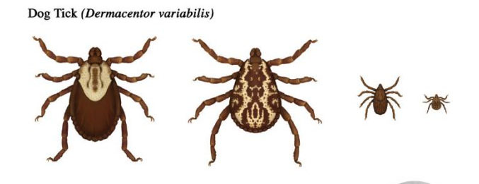 American Dog Tick in different stages