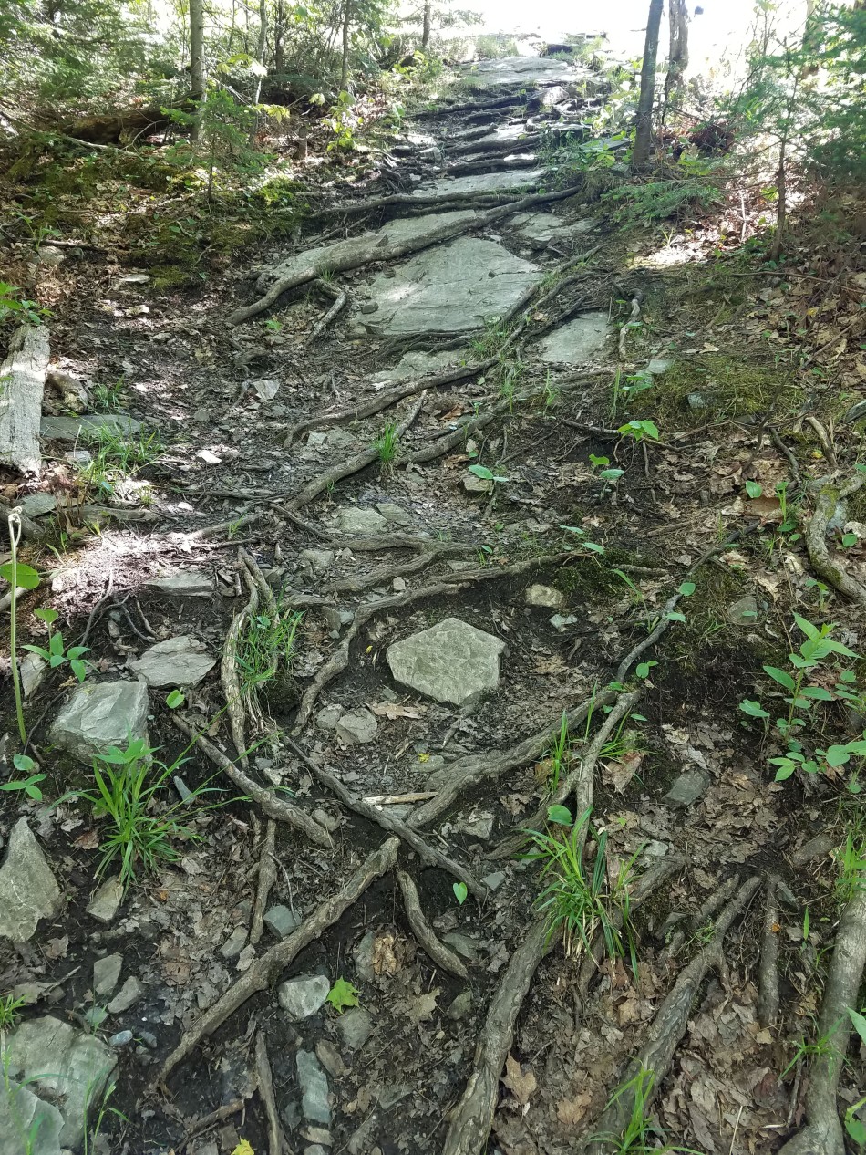 Rocky, root trail